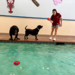 Image of a trainer playing with dogs in the pool