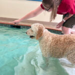 Image of an activity counselor playing with a dog in the pool