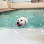 Image of a dog swimming in the pool