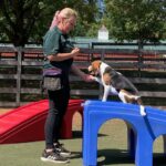 Image of our dog trainer Davyda training a dog to shake paw