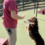 Image of a dog trainer teaching a dog