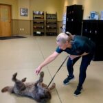 Image of our dog trainer Davyda training a dog to roll over