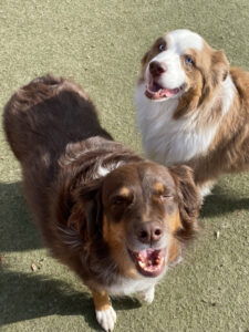 Image of two dogs on the grass