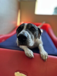 Image of a dog lying on its bed