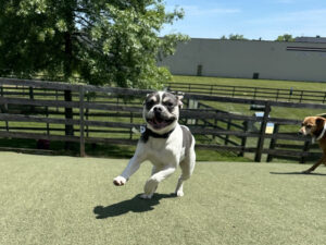 Image of a dog running on the grass