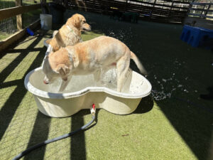 Image of two dogs getting a bath outside