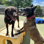 Image of two dogs at the training site