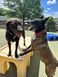 Image of two dogs at the training site