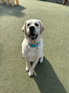 Image of a dog sitting on the grass