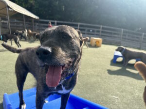 Image of a dog being trained