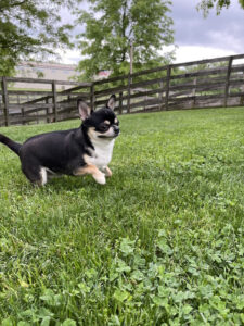 Image of a small dog playing on the grass