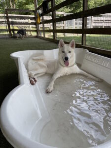 Image of a cute dog in the bathtub