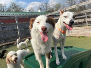 Image of dogs playing at the training site