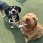 Image of two dogs playing on the grass outside