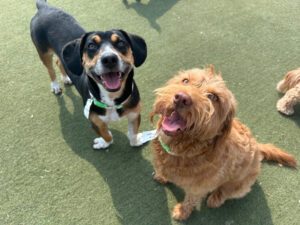 Image of two dogs playing on the grass outside