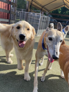 Image of two dogs playing outside