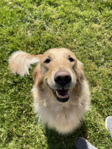 Image of a dog sitting on the grass