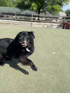 Image of a dog playing on the grass outside