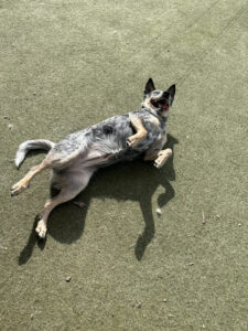 Image of a dog playing while lying on the grass