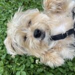 Image of a dog playing on the grass