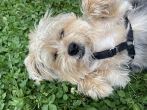 Image of a dog playing on the grass