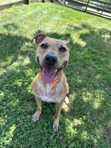 Image of a dog sitting on the grass