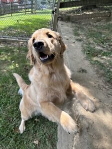 Image of a dog playing outside