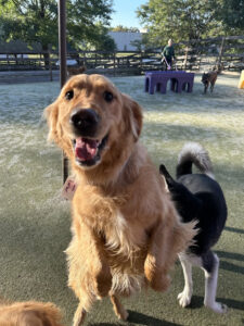 Image of a brown dog playing outside