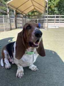 Image of a Basset Hound dog sitting on the grass