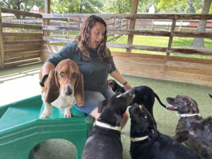 Image of a person playing with dogs at a training site