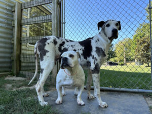 Image of two black and white dogs together outside