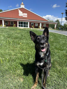 Image of a cute dog on the grass