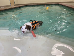 Image of a dog in the pool being trained