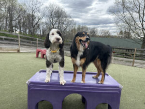 Image of two dogs at the training site