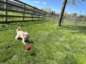 Image of a dog playing with a ball outside on the grass