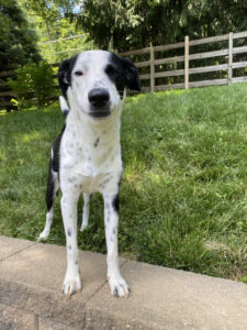 Image of a dog taking a walk outside