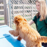 Image of the Wagsworth dog trainer training a dog