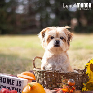 Image of a small dog in a basket for Thanksgiving