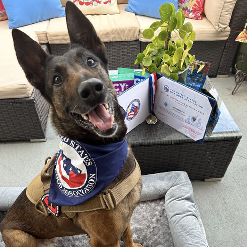 Image of a happy dog sitting with its treats and awards