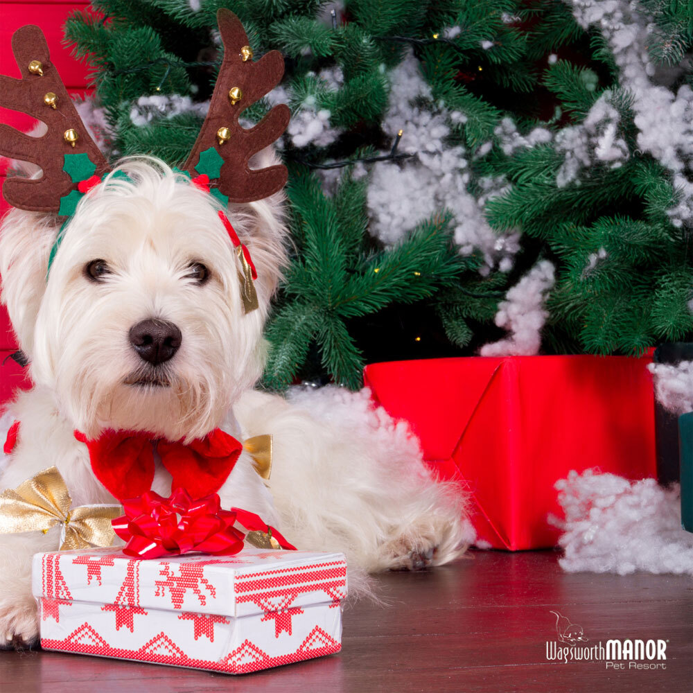 Top Holiday Gifts for Dogs