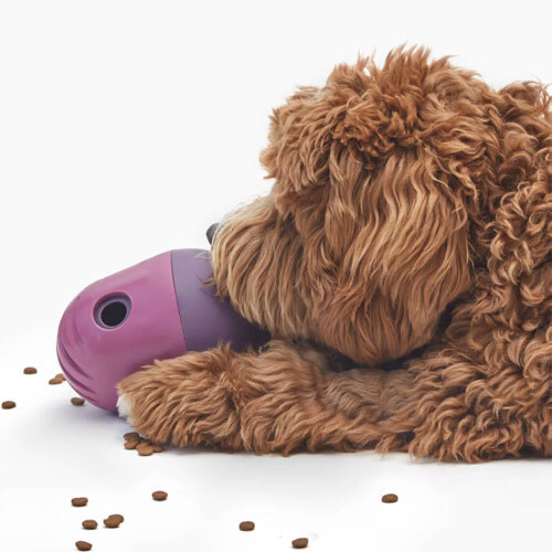 Image of a brown dog eating from a food-dispensing toy