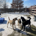 WM-Pet-Resort-Dog-Daycare-Image-2025-1