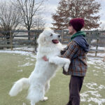 WM-Pet-Resort-Dog-Daycare-Image-2025-3