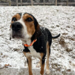 Image of a cute dog in the play yard