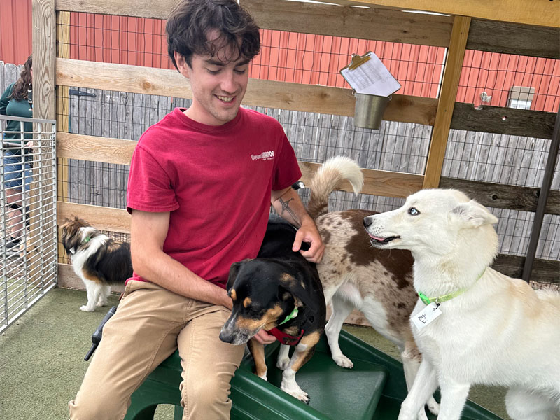 Image of a team member playing with a group of dogs