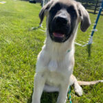 WM-Pet-Resort-Dog-Training-Image-2025-1