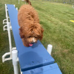 WM-Pet-Resort-Dog-Training-Image-2025-2
