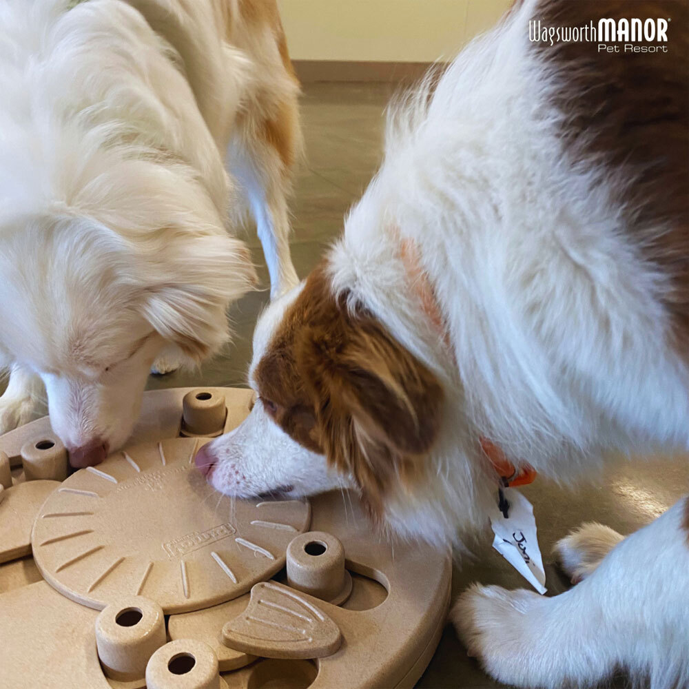 Enrichment Activities for Dogs