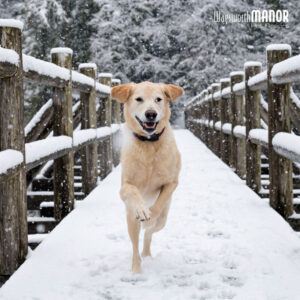 Winter Tips for Dogs