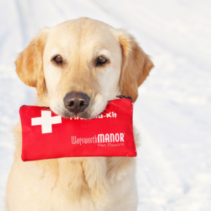 Dog First Aid and CPR